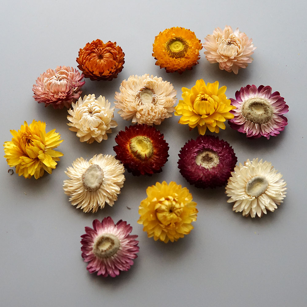天然のドライでカラフルな菊の花輪,手作りのヘアアクセサリー, - Candle Making Supplies のレビューと価格