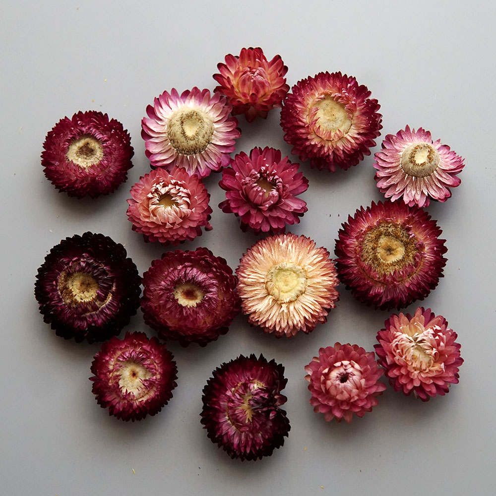 天然のドライでカラフルな菊の花輪,手作りのヘアアクセサリー, - Candle Making Supplies のレビューと価格