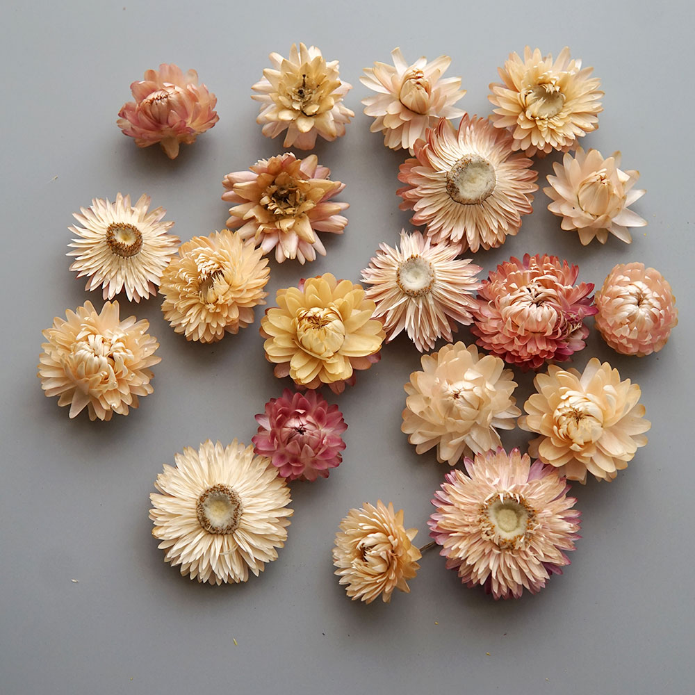 天然のドライでカラフルな菊の花輪,手作りのヘアアクセサリー, - Candle Making Supplies のレビューと価格